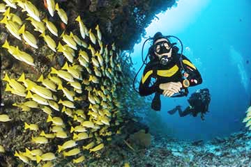Scuba diver amongh yellow fish